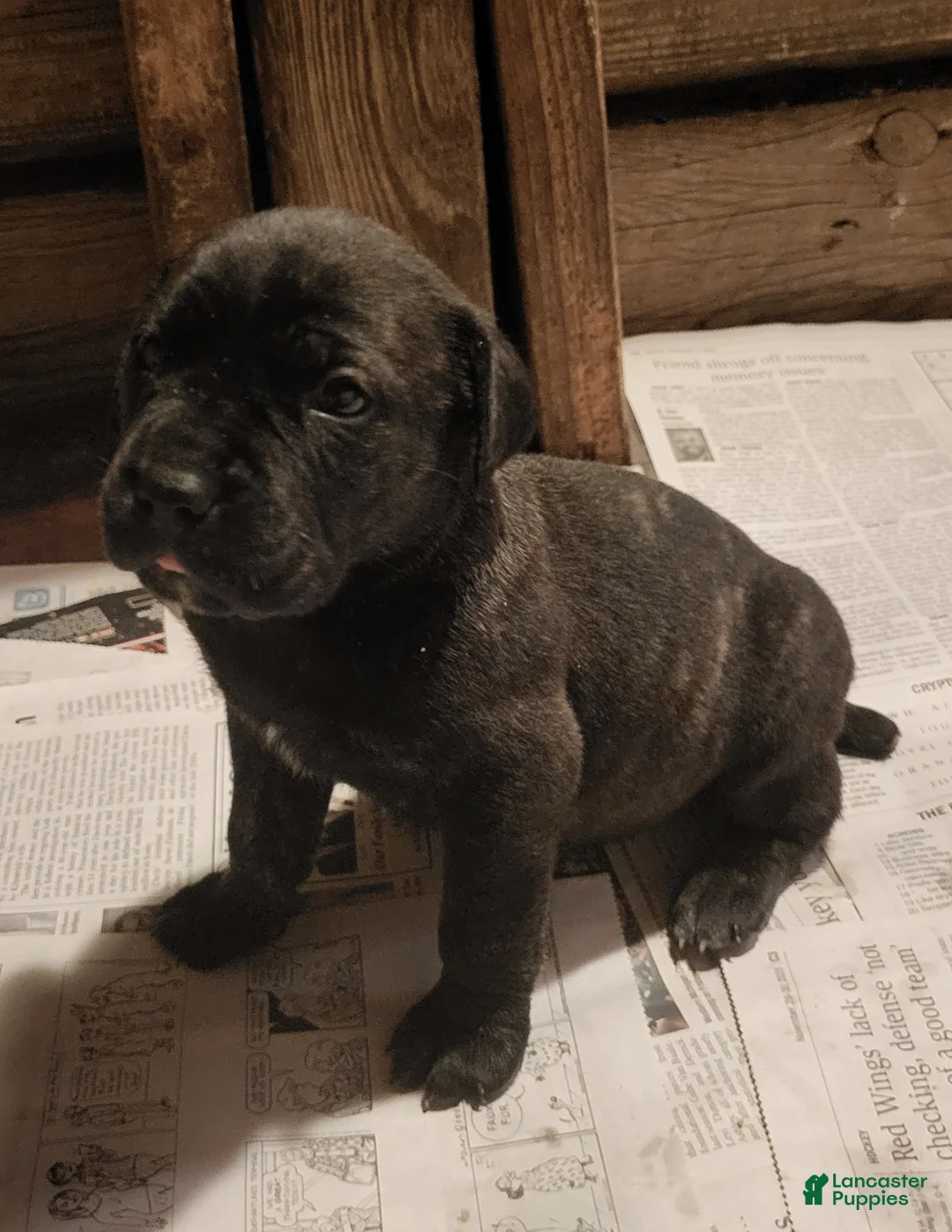 Cane Corso dogs for sale: Cane Corso black brindle female 2 - Ad 2