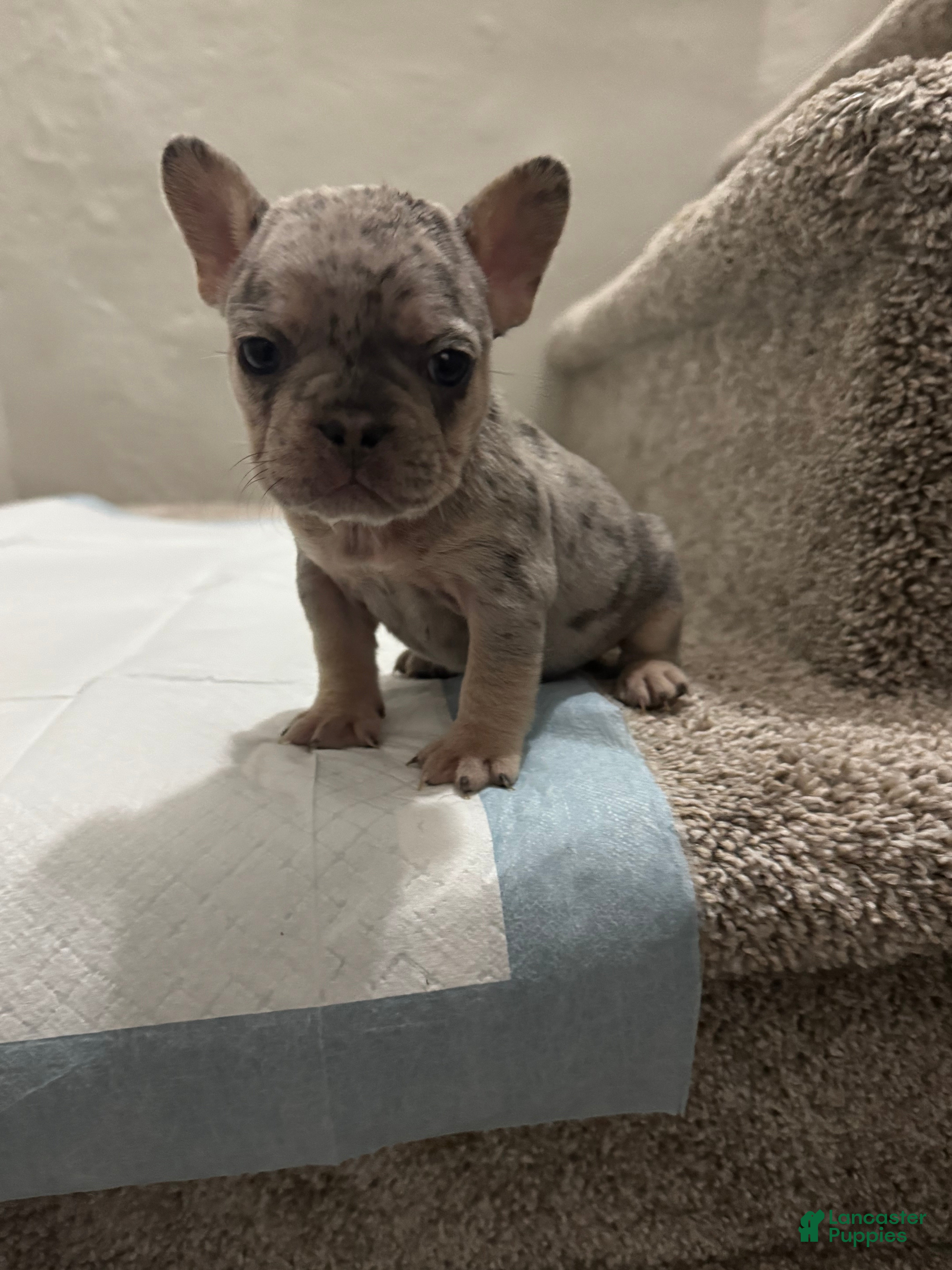 French Bulldog dogs French Bulldog Puppy 3 - Ad 1