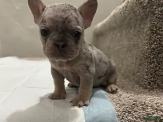 French Bulldog dogs for sale: French Bulldog Puppy 3 - Ad 3