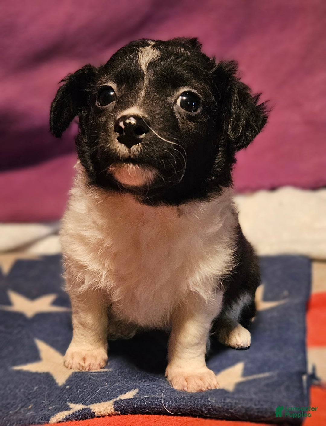 Chihuahua dogs for sale: Cindy (T-Cup) - Ad 17