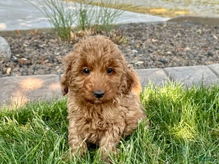 Cockapoo dogs Glenna - Ad 18