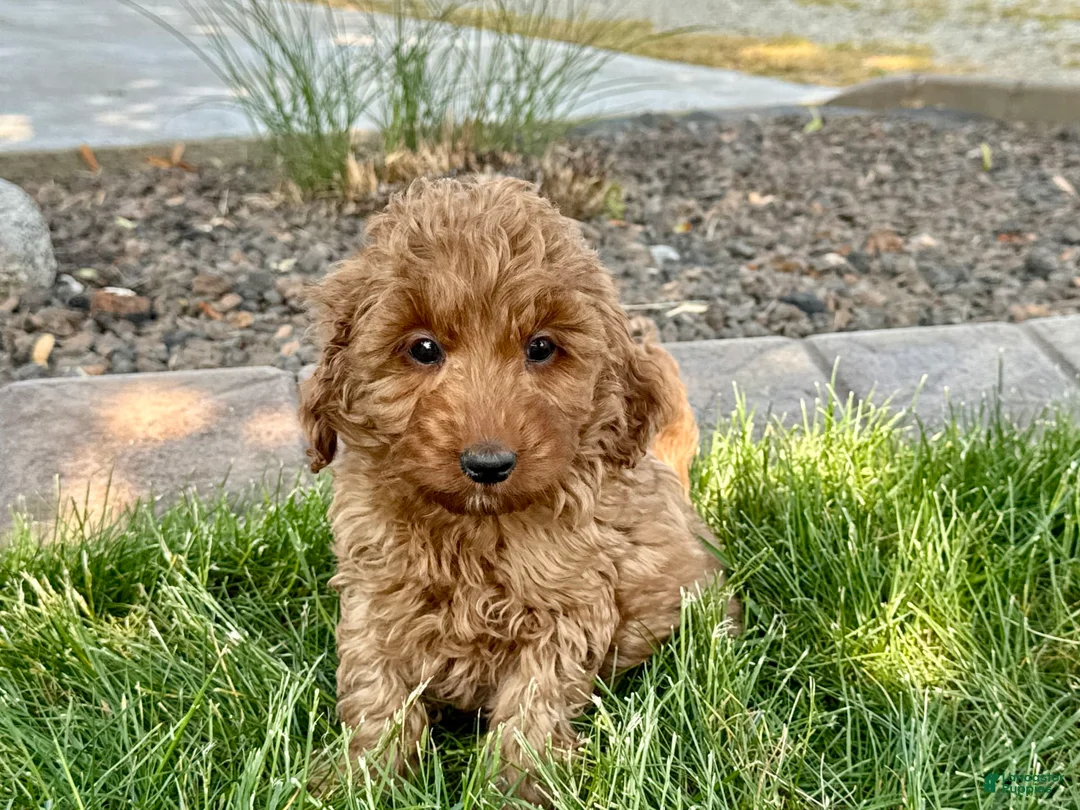 Cockapoo dogs for sale: Glenna - Ad 1