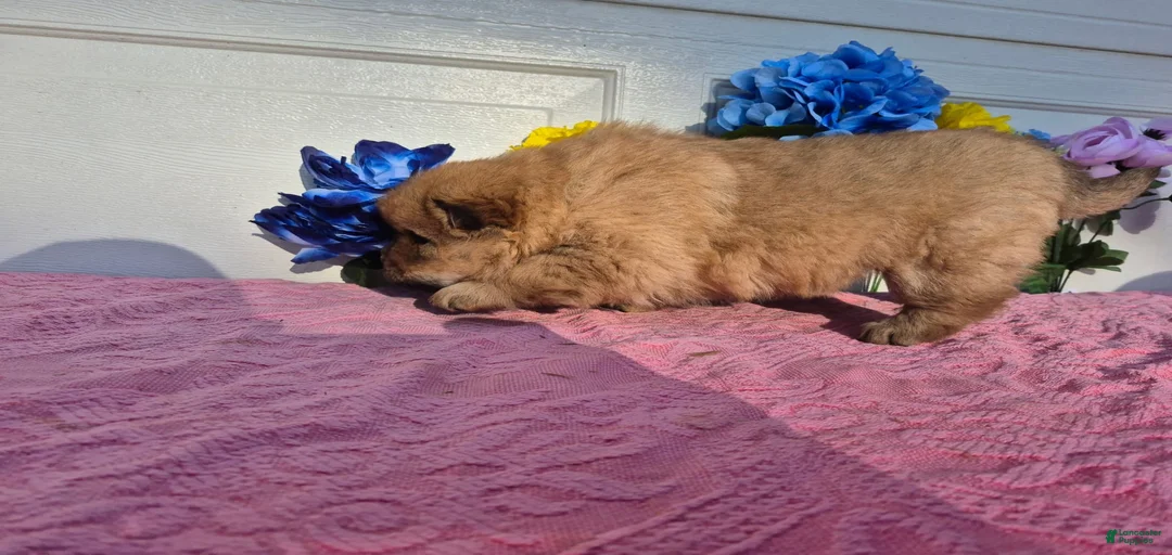 Gallery Image {{count}}