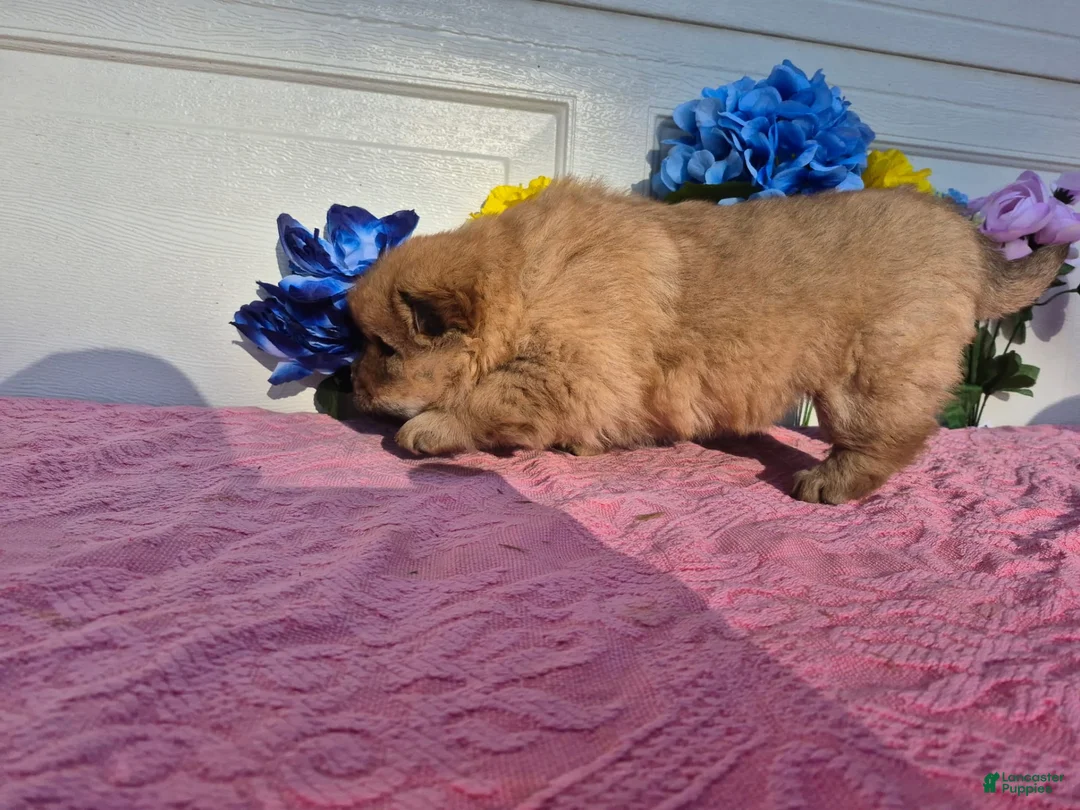 Gallery Image {{count}}