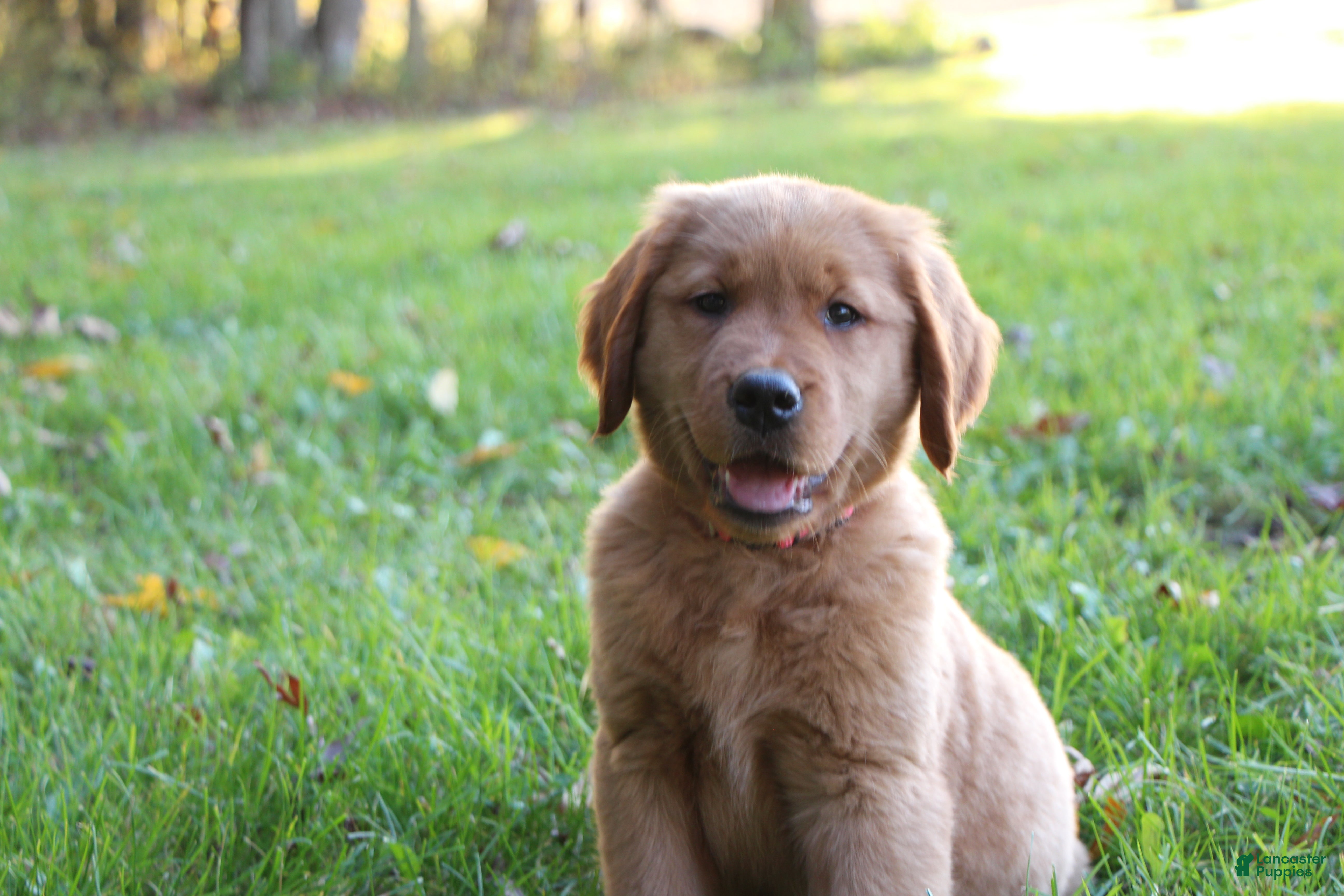 Golden Retriever dogs for sale: Rhea - Ad 1