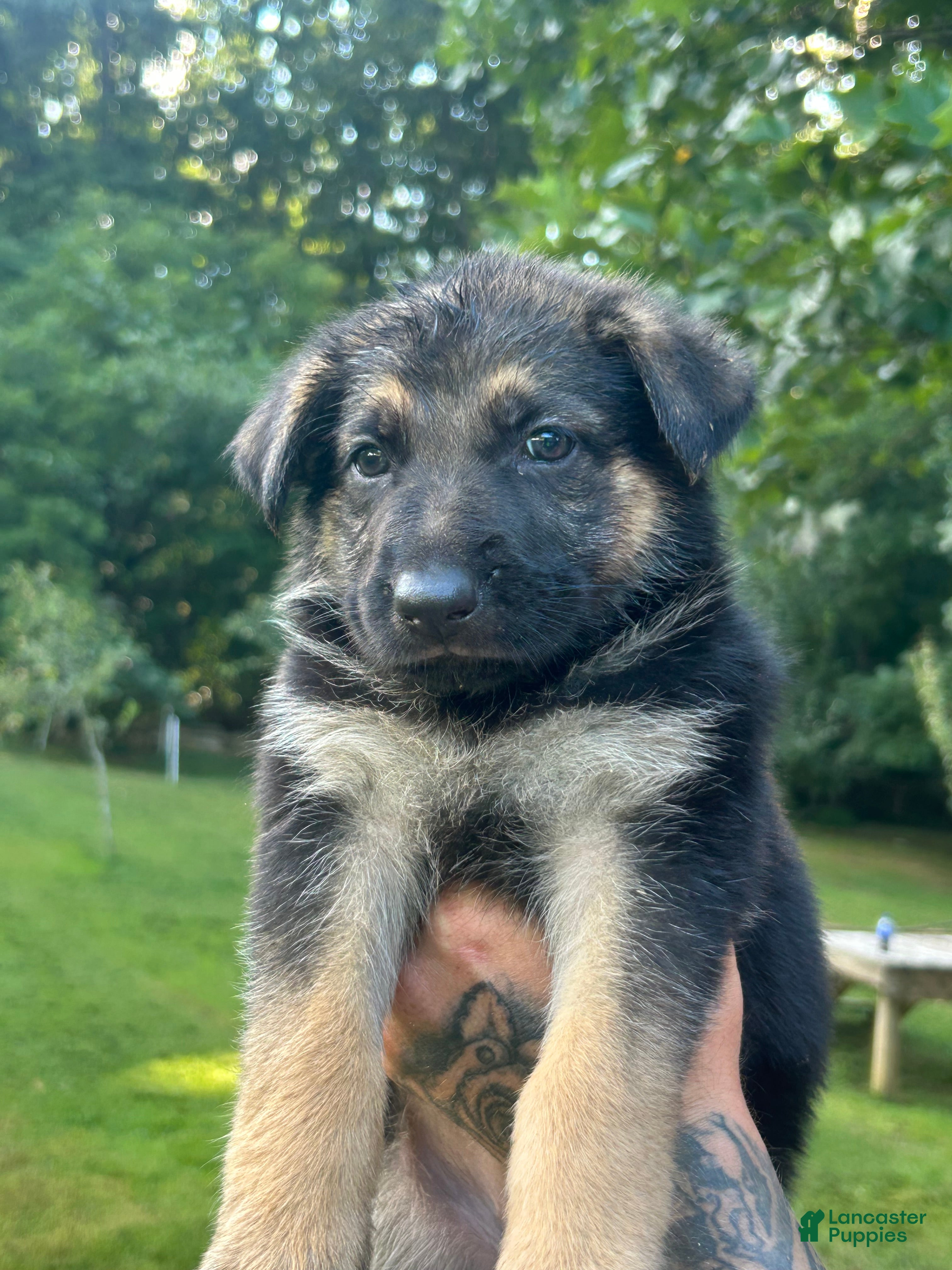 German Shepherd dogs German Shepherd 5 - Ad 1