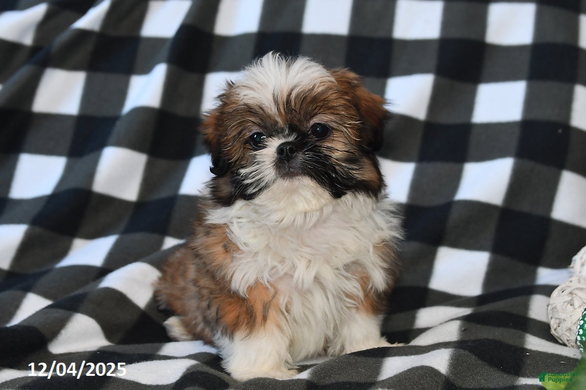 Shih Tzu dogs Darrin - Ad 10