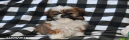 Shih Tzu dogs for sale: Darrin - Ad 1