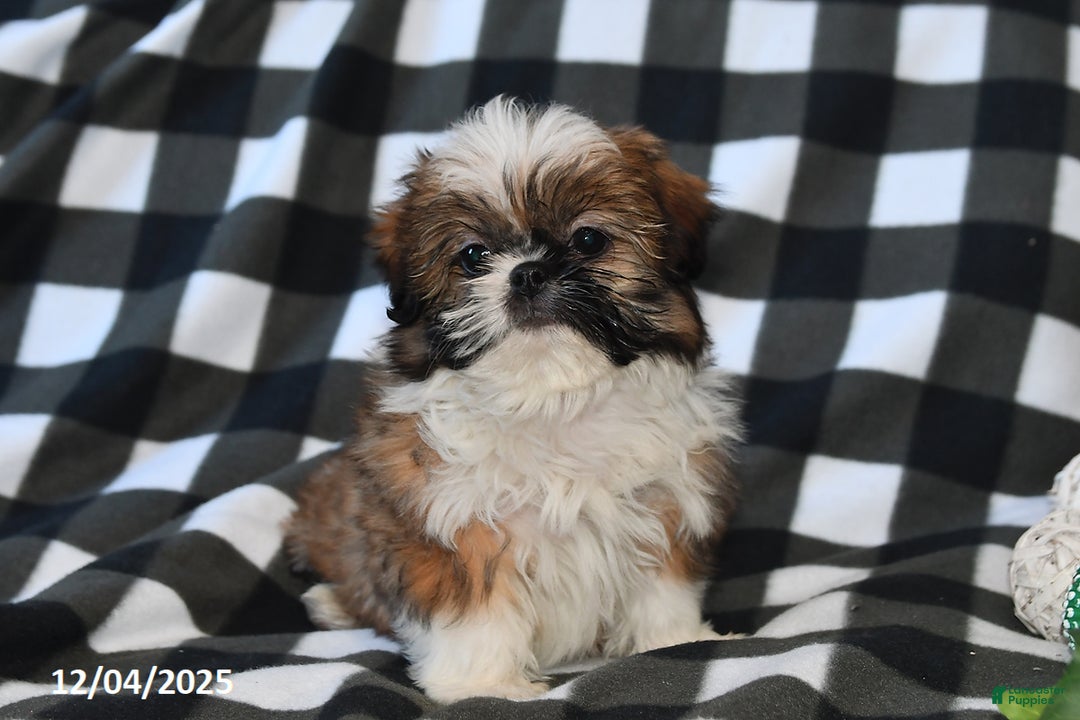 Shih Tzu dogs for sale: Darrin - Ad 1
