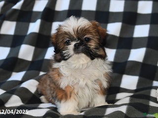 Shih Tzu dogs Darrin - Ad 26