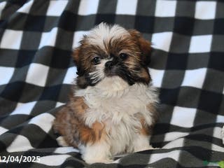 Shih Tzu dogs Darrin - Ad 33