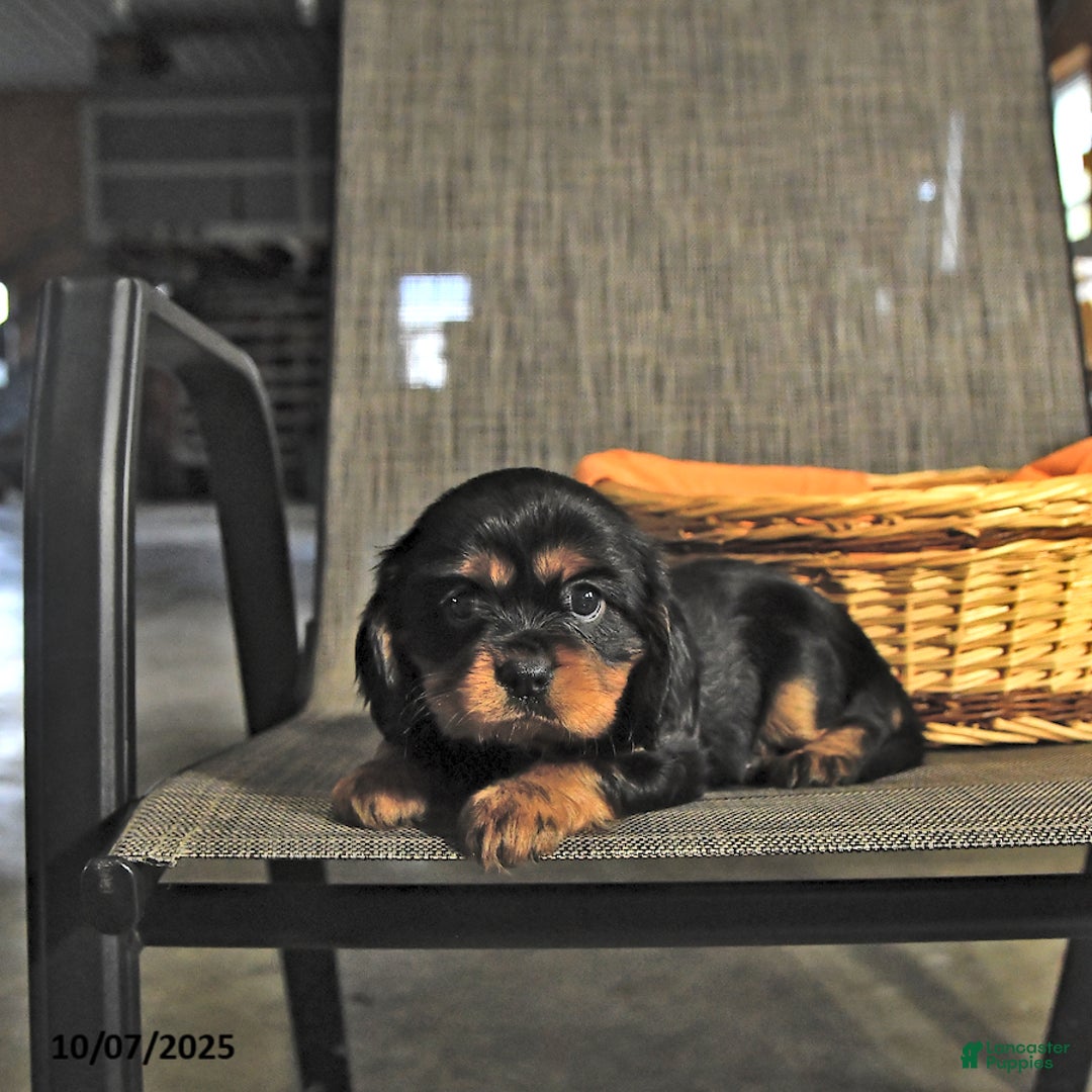 Cavalier King Charles Spaniel dogs for sale: Lady - Ad 1