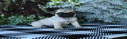 Pug dogs for sale: Gio - Ad 3