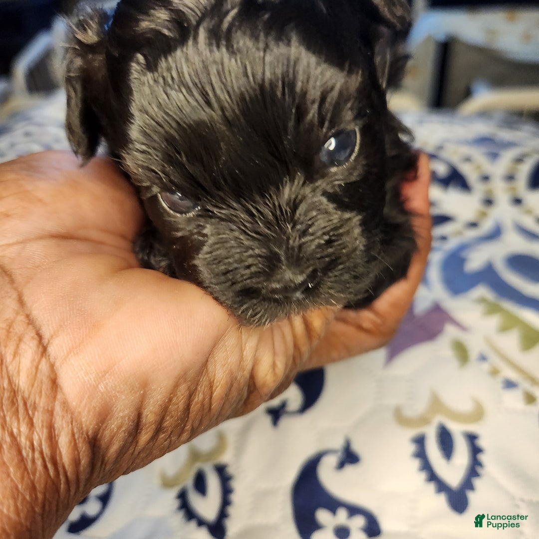Shihpoo dogs for sale: Blue Collar Puppy 5 - Ad 7