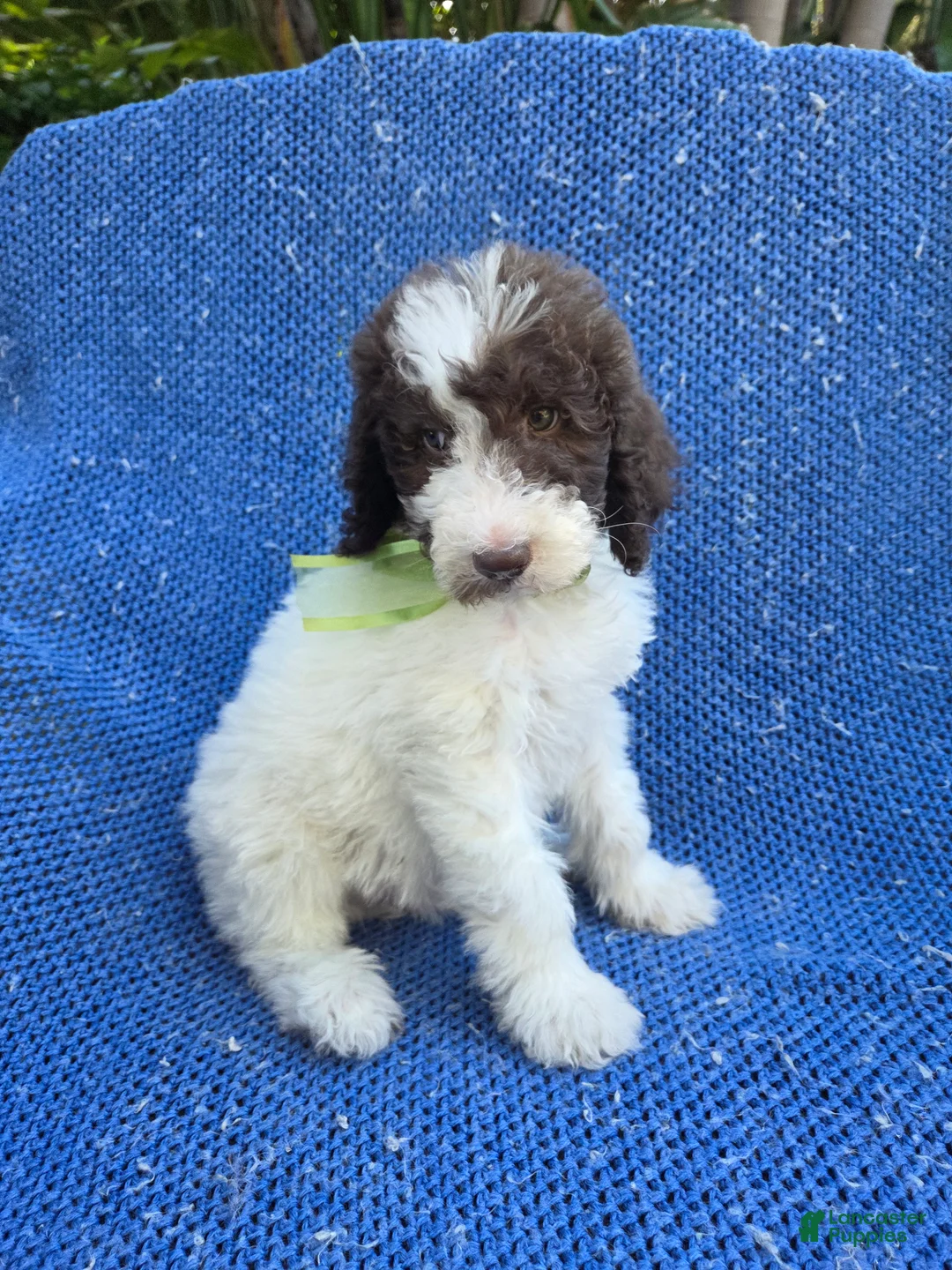 Goldendoodle dogs for sale: Nathan  - Ad 1