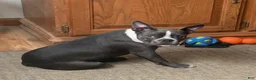 Boston Terrier dogs for sale:  Willow - Ad 8