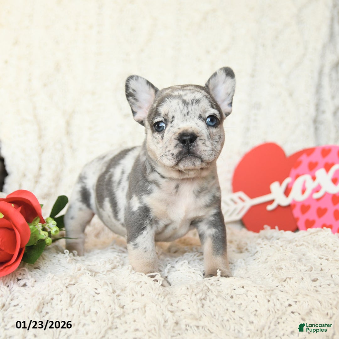 French Bulldog dogs for sale: Brynn - Ad 3