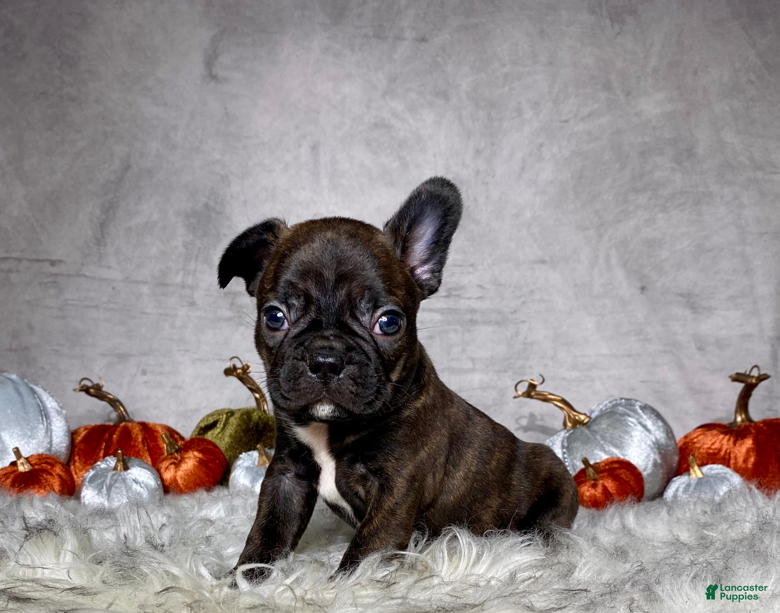 Mixed Breed dogs for sale: Mr. Bruce - Ad 1