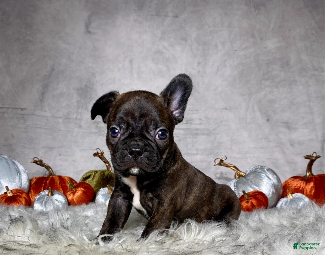 Mixed Breed dogs for sale: Mr. Bruce - Ad 1