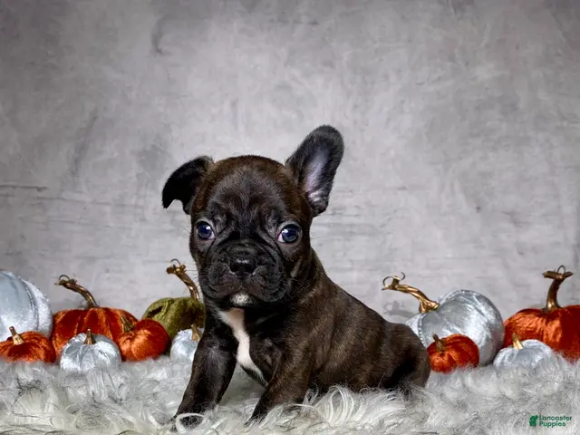 Mixed Breed dogs for sale: Mr. Bruce - Ad 1