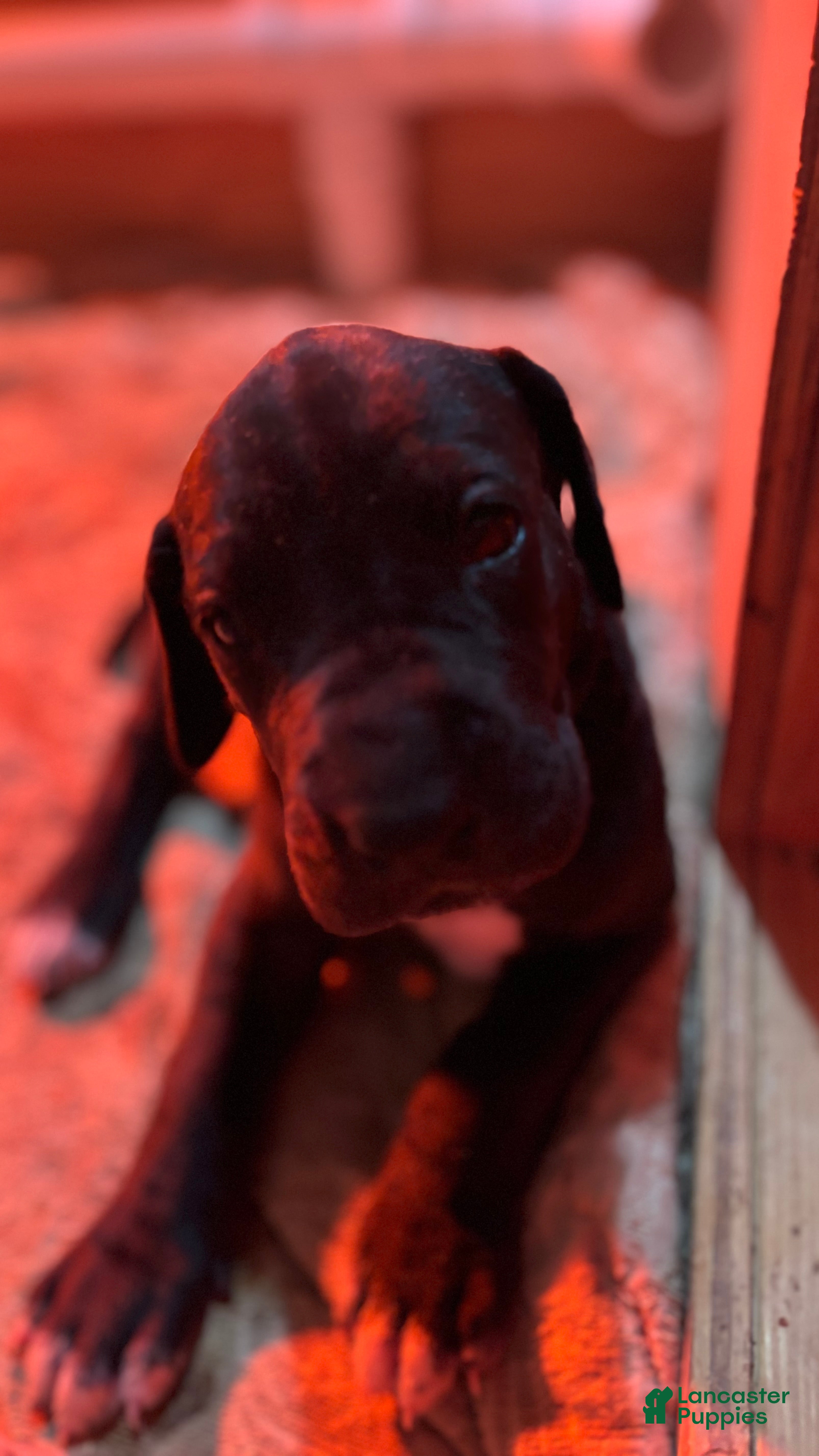 Great Dane dogs Nero - Ad 22
