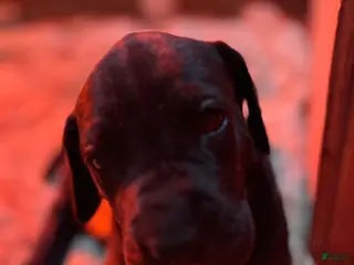 Great Dane dogs Nero - Ad 22