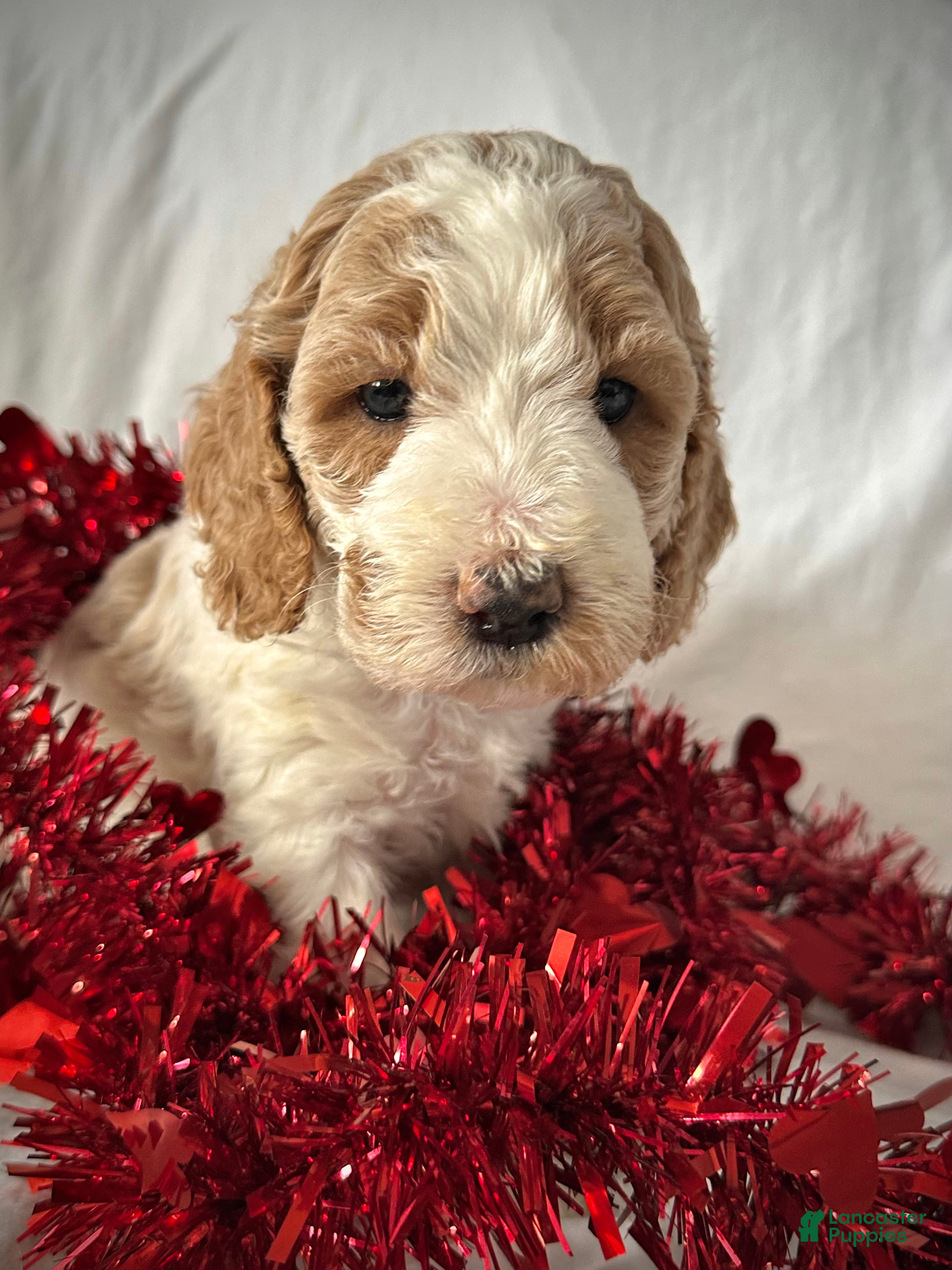 Irish Doodle dogs Champagne-In home raised - Ad 5