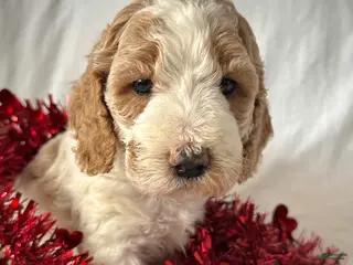 Irish Doodle dogs Champagne-In home raised - Ad 7