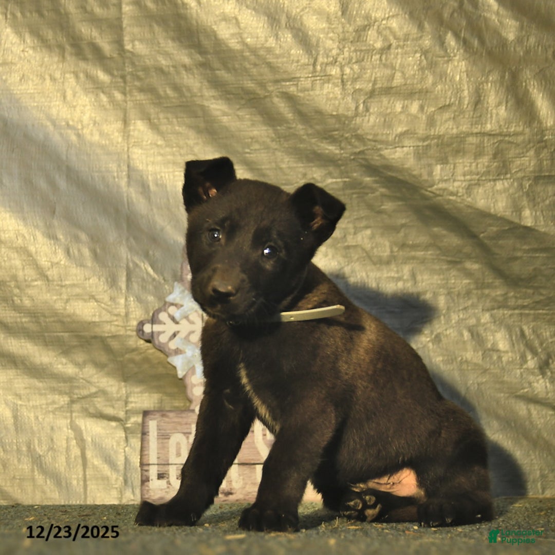 Belgian Malinois dogs for sale: Blizzard  - Ad 3