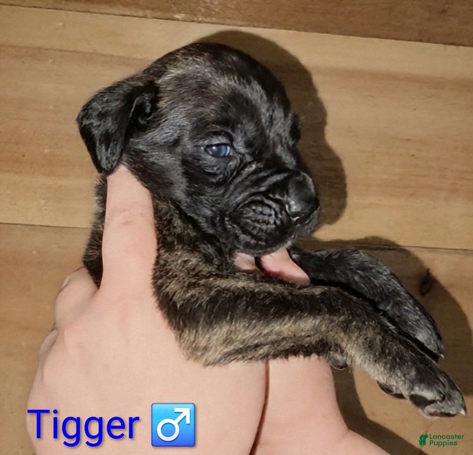 English Mastiff dogs Tigger - Ad 1