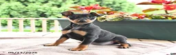 Miniature Pinscher dogs for sale: Frisbee - Ad 1