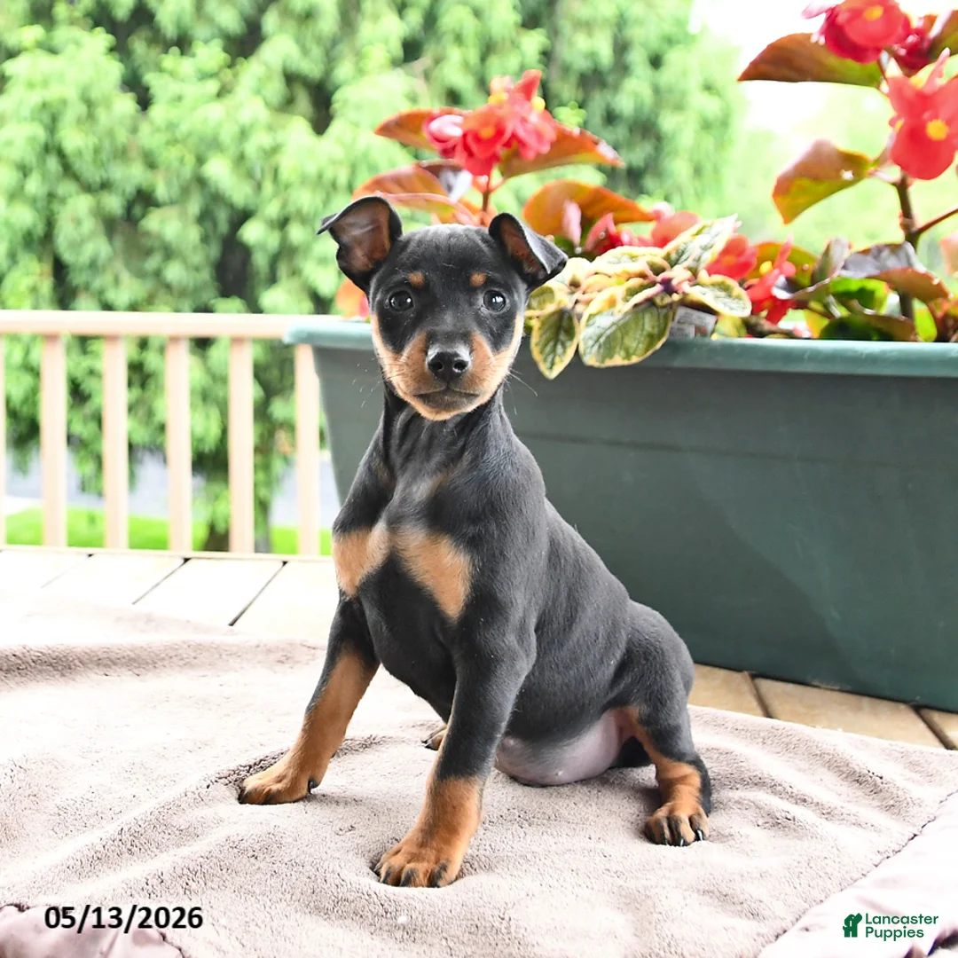 Miniature Pinscher dogs for sale: Frisbee - Ad 1