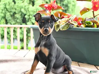Miniature Pinscher dogs for sale: Frisbee - Ad 4