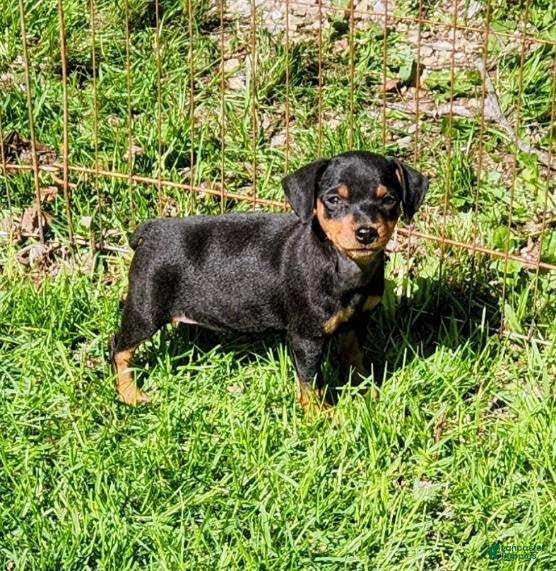 Miniature Pinscher dogs Meggan - Ad 1