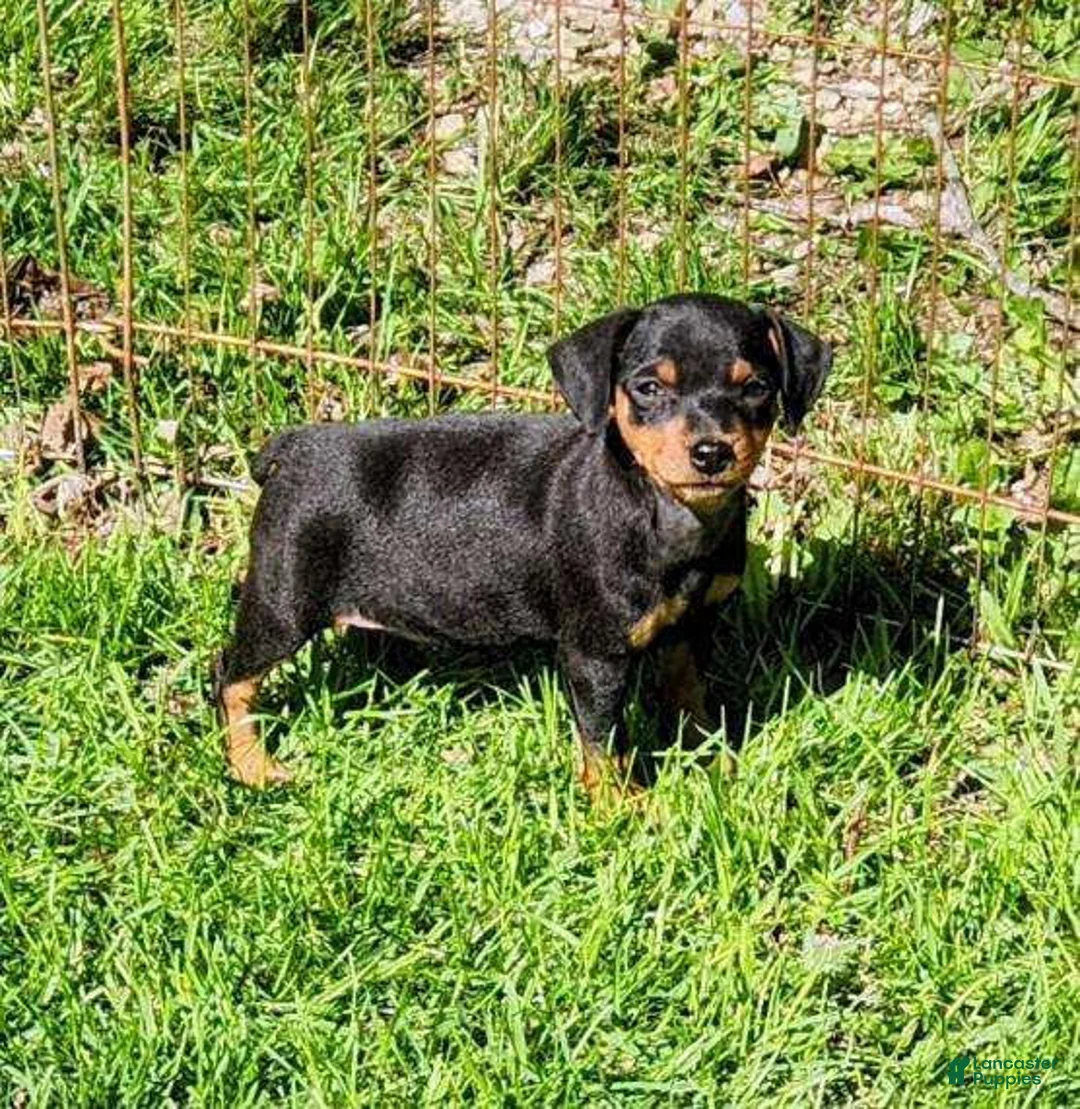 Miniature Pinscher dogs for sale: Meggan - Ad 1