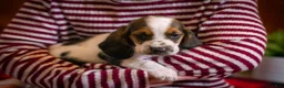 Basset Hound dogs for sale: Daisy - Ad 6