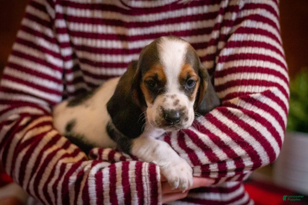 Basset Hound dogs for sale: Daisy - Ad 6