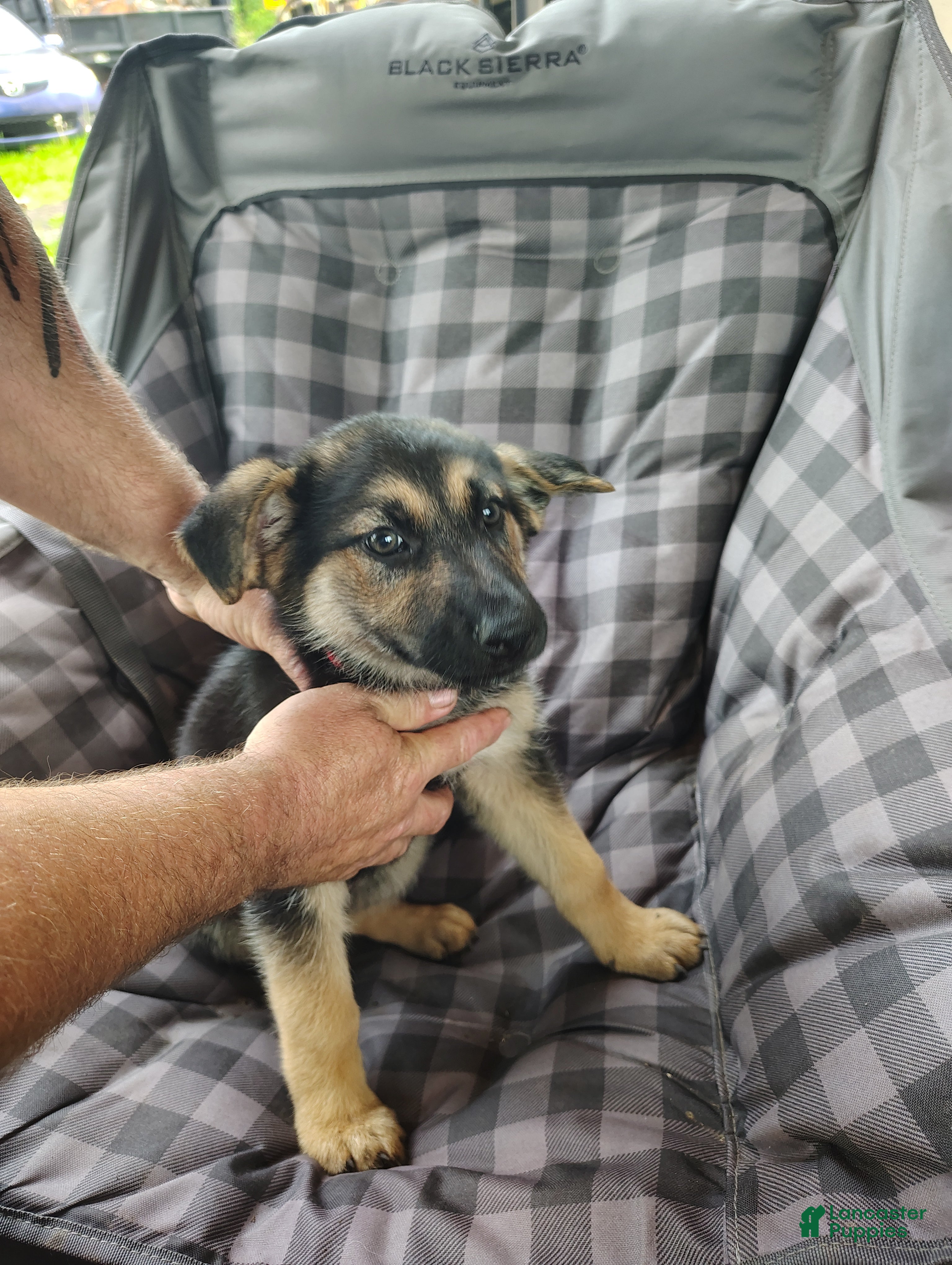 German Shepherd dogs for sale: Nova - Ad 6