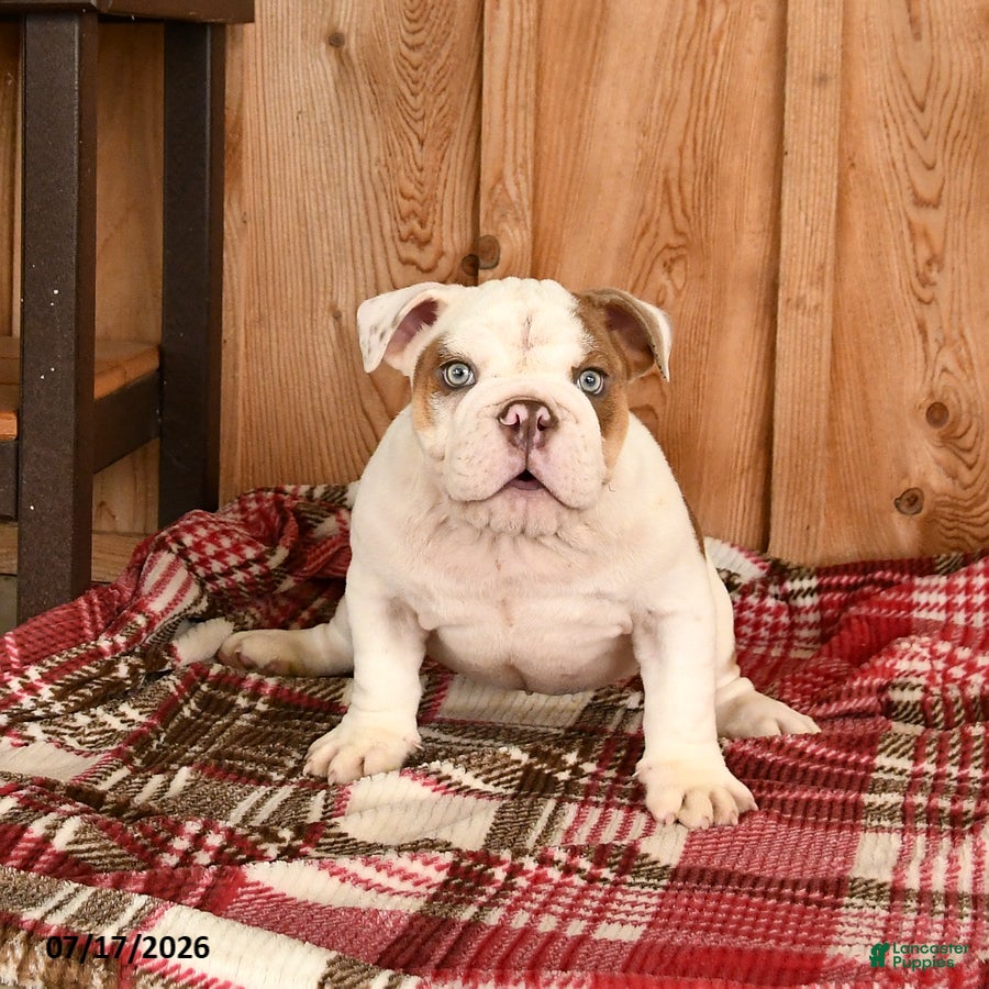 English Bulldog dogs Max - Ad 2