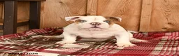 English Bulldog dogs for sale: Max - Ad 2