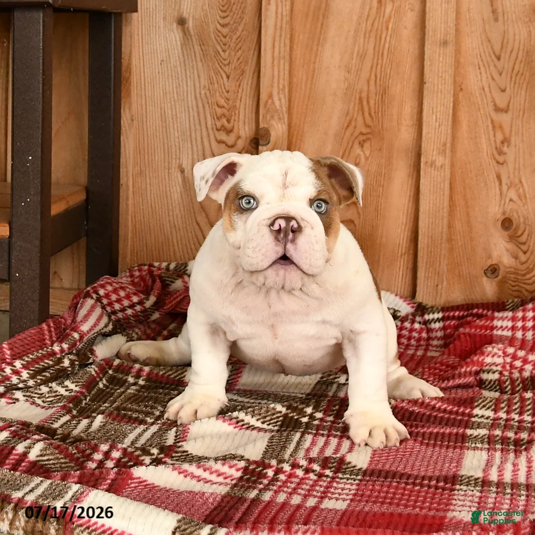 English Bulldog dogs for sale: Max - Ad 2