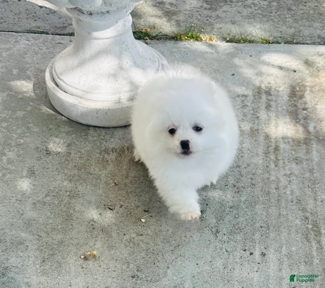 Pomeranian dogs for sale: Pomeranian Puppy 1 - Ad 2
