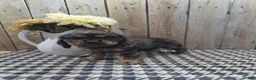 Cocker Spaniel dogs for sale: Leo - Ad 5