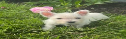 West Highland Terrier dogs for sale: Wanda - Ad 5