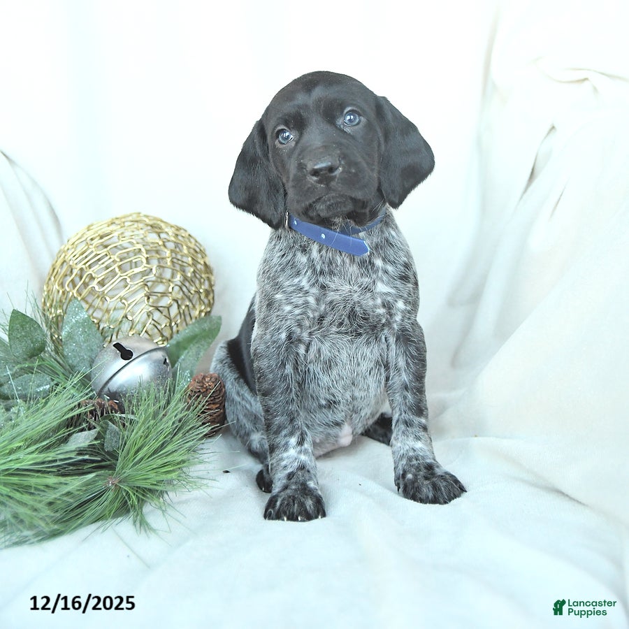 German Shorthaired Pointer dogs Dakota - Ad 10