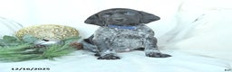 German Shorthaired Pointer dogs for sale: Dakota - Ad 1