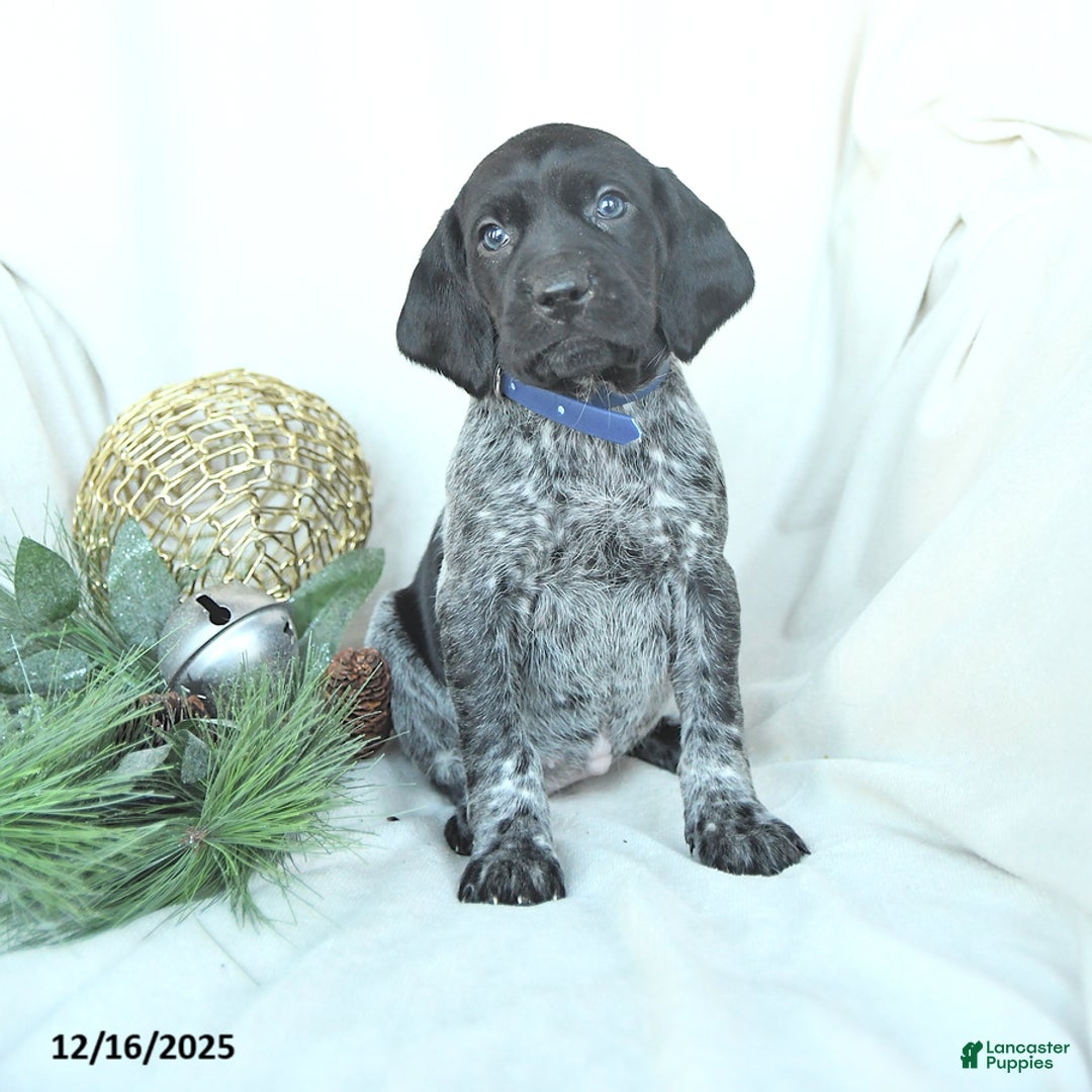 German Shorthaired Pointer dogs for sale: Dakota - Ad 1