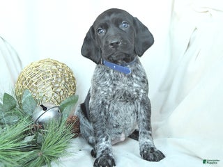 German Shorthaired Pointer dogs Dakota - Ad 10