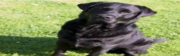 Mixed Breed dogs for sale: Mixed Breed 5 - Ad 4