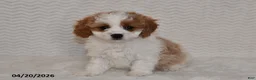 Cavapoo dogs for sale: Bella   - Ad 1